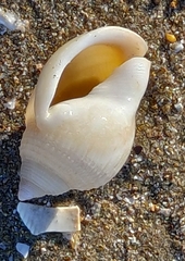 Semicassis semigranosa