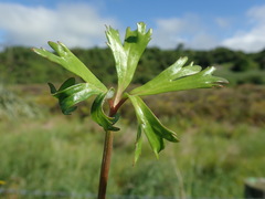 Ranunculus macropus