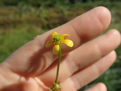 Ranunculus macropus