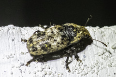 Taburnus breviceps