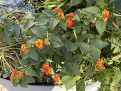 Lantana camara