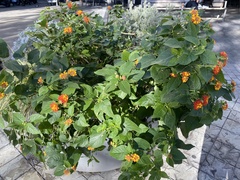 Lantana camara
