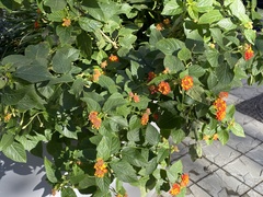 Lantana camara