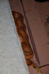 Tropidophis melanurus