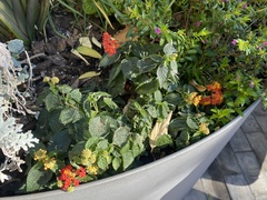 Lantana camara