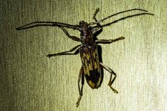 Phoracantha synonyma