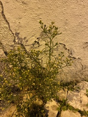 Asteroideae