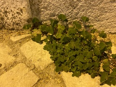 Oxalis corniculata