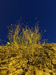 Angiospermae