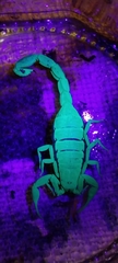 Pseudolychas ochraceus