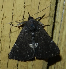 Hypena bijugalis