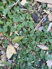 Dichondra micrantha