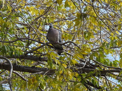 Columba palumbus