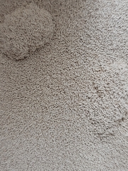 Saccharomyces cerevisiae