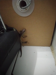 Eutropis multifasciata