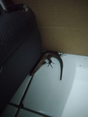 Eutropis multifasciata