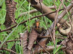 Calotes versicolor