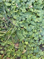 Dichondra micrantha