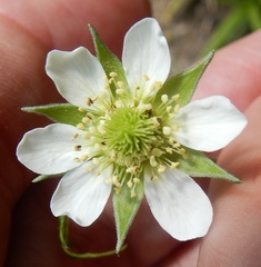 Geum canadense texanum