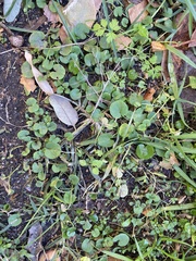 Dichondra micrantha
