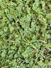 Dichondra micrantha