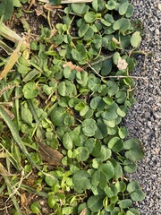 Dichondra micrantha