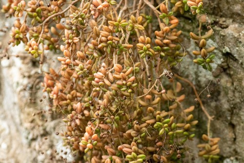 Monanthes anagensis