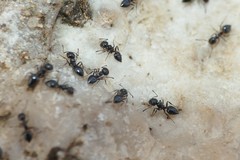 Crematogaster auberti