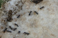 Crematogaster auberti