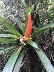 Guzmania berteroniana