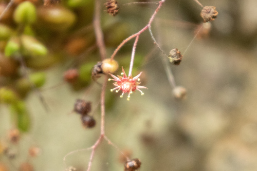 Monanthes anagensis