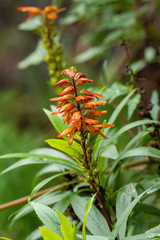 Digitalis canariensis