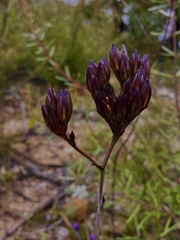 Haemodorum corymbosum