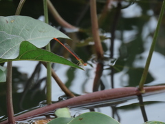 Ceriagrion praetermissum