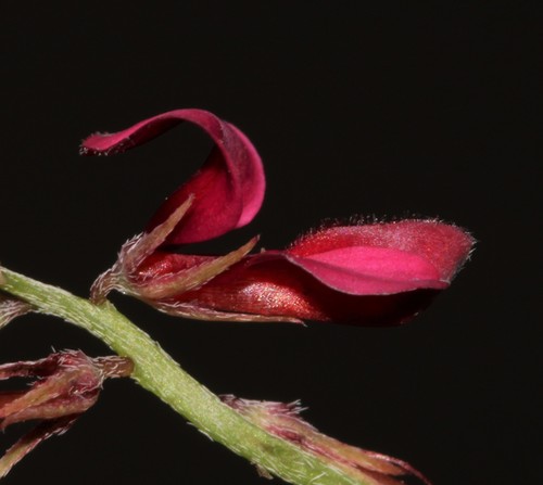 Image of Indigofera limosa by (c) Brian du Preez, some rights reserved (CC BY-SA)