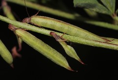 Indigofera limosa