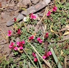 Indigofera limosa