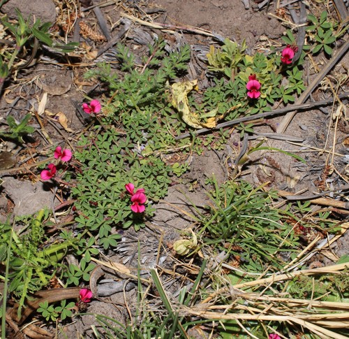 Image of Indigofera limosa by (c) Brian du Preez, some rights reserved (CC BY-SA)