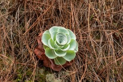 Aeonium aureum