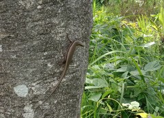 Eutropis multifasciata