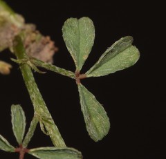 Indigofera limosa