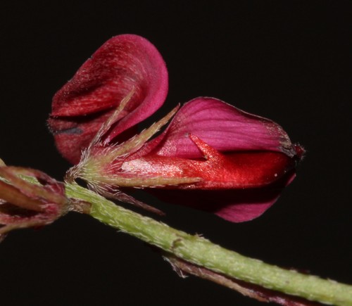 Image of Indigofera limosa by (c) Brian du Preez, some rights reserved (CC BY-SA)