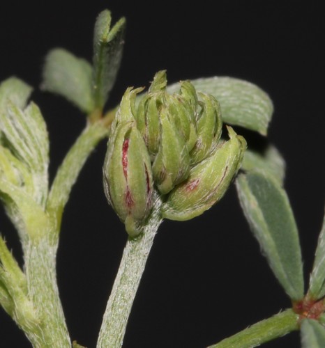 Image of Indigofera limosa by (c) Brian du Preez, some rights reserved (CC BY-SA)
