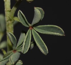 Indigofera limosa