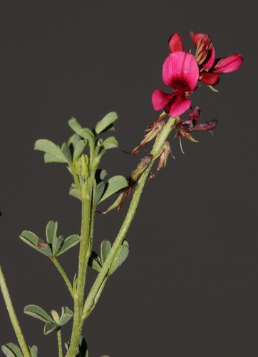 Image of Indigofera limosa by (c) Brian du Preez, some rights reserved (CC BY-SA)