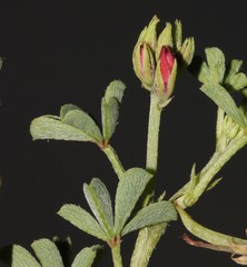 Indigofera limosa