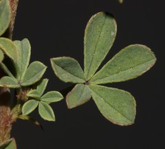 Indigofera limosa