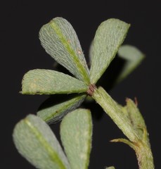 Indigofera limosa