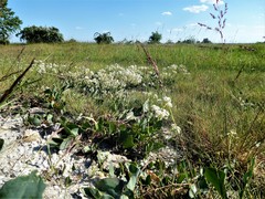 Lepidium cartilagineum