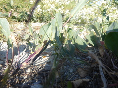 Lepidium cartilagineum